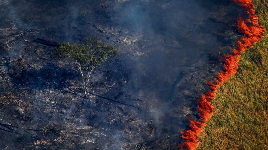 Bradesco, Itaú e Santander aderem à Coalizão Contra o Desmatamento