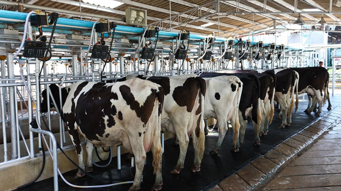 Produtor Rural amplia produção leiteira após orientação