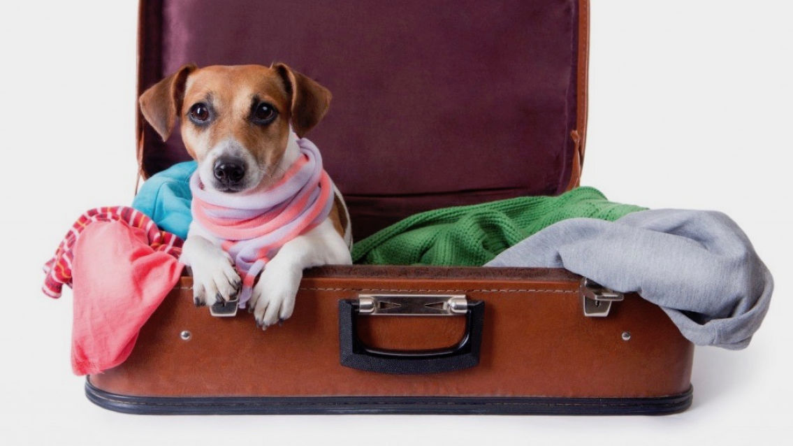 Vai viajar com o pet nas férias? Aprenda a transportá-lo com segurança