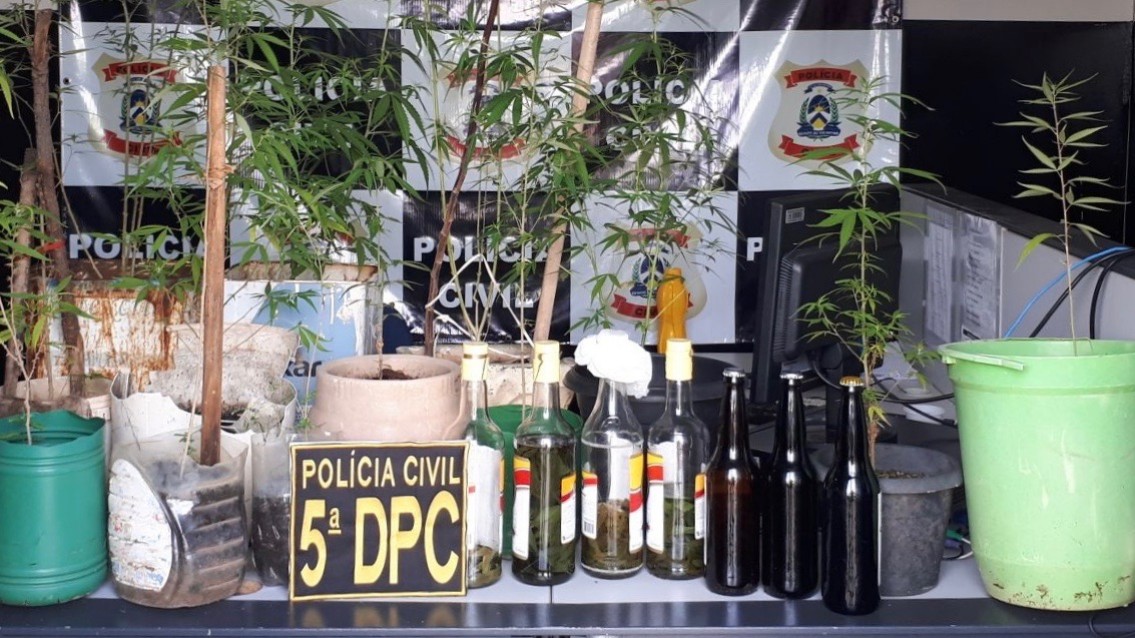 Assessor da Prefeitura de Palmas é preso por plantar maconha em casa